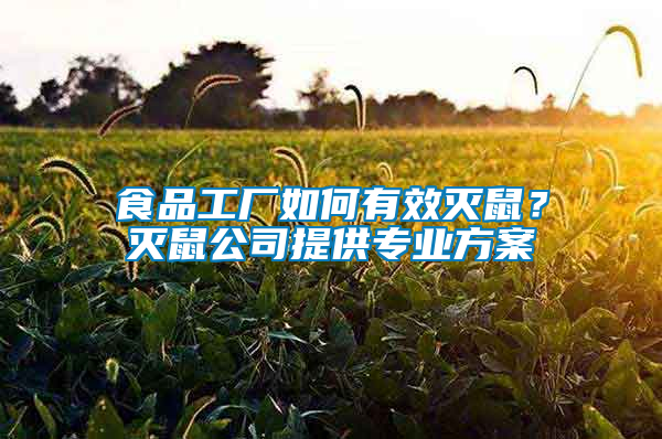 食品工廠如何有效滅鼠？滅鼠公司提供專業方案