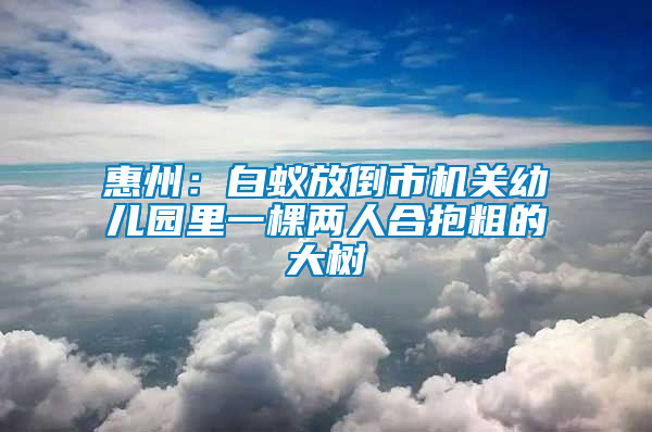 惠州：白蟻放倒市機關幼兒園里一棵兩人合抱粗的大樹