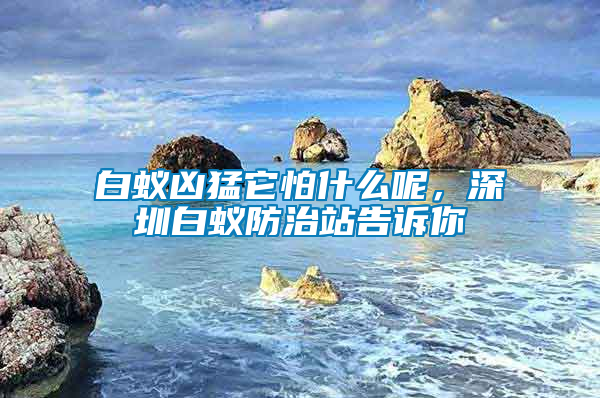 白蟻兇猛它怕什么呢，深圳白蟻防治站告訴你