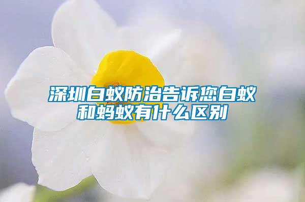 深圳白蟻防治告訴您白蟻和螞蟻有什么區別