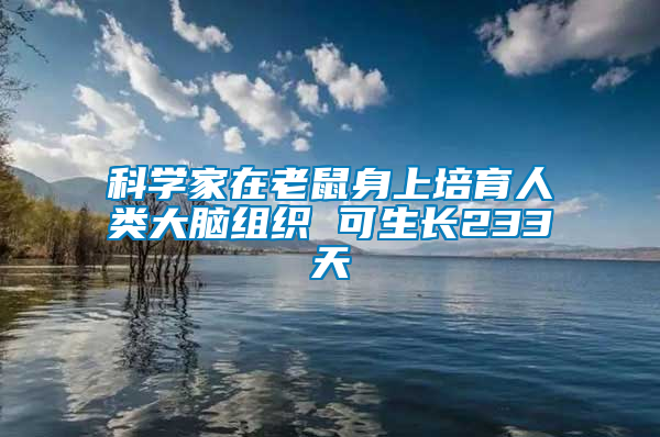 科學家在老鼠身上培育人類大腦組織 可生長233天