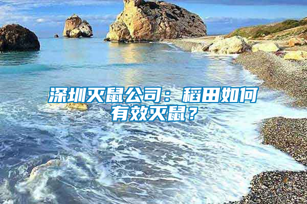 深圳滅鼠公司：稻田如何有效滅鼠？