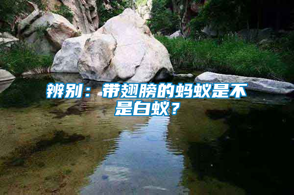 辨別：帶翅膀的螞蟻是不是白蟻？